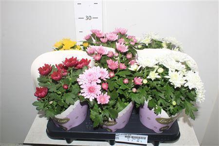 Горшечные цветы и растения оптом Chrys Gevuldbl Gem от 6шт из Голландии с доставкой по России