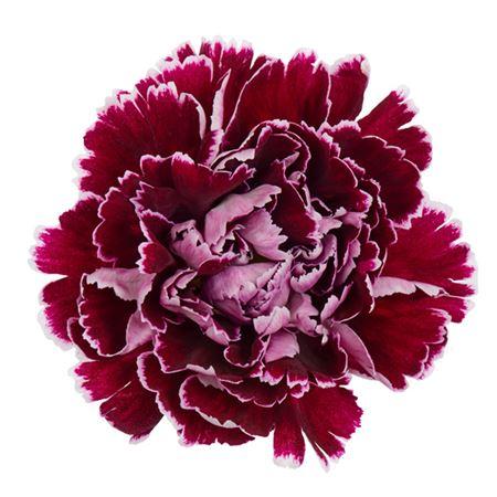 Срезанные цветы оптом Dianthus st minerva от 80шт из Голландии с доставкой по России