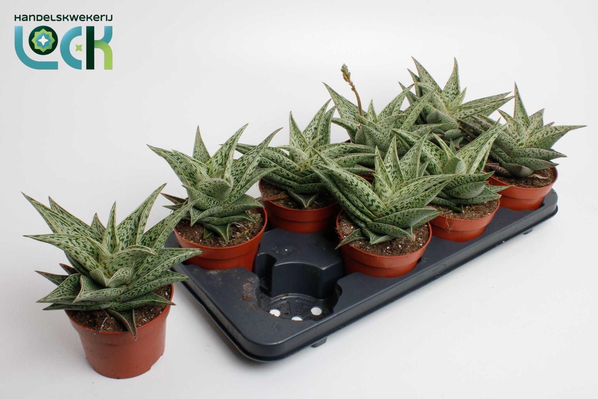 Горшечные цветы и растения оптом Aloe Snow Flake от 8шт из Голландии с доставкой по России