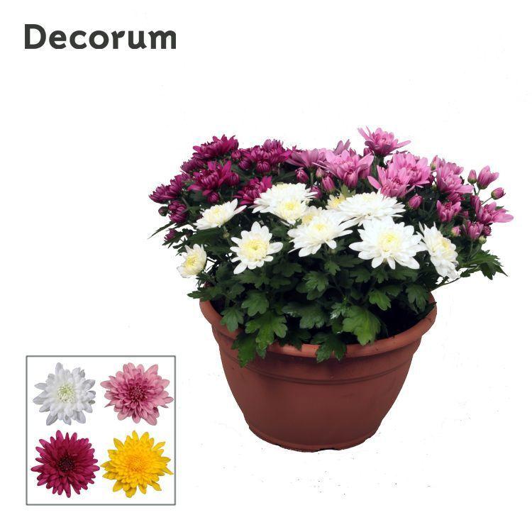Горшечные цветы и растения оптом Chrys Grandezza Carnaval (decorum) от 1шт из Голландии с доставкой по России