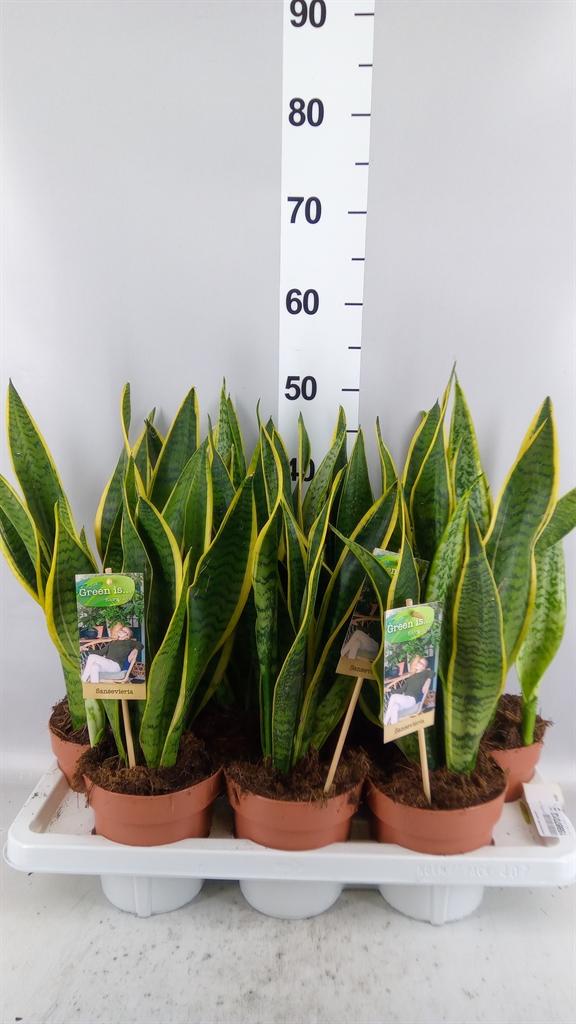 Горшечные цветы и растения оптом Sansevieria Trifa. laurentii от 7шт из Голландии с доставкой по России
