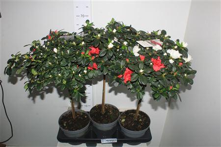 Горшечные цветы и растения оптом Rhodo Si Stam от 3шт из Голландии с доставкой по России