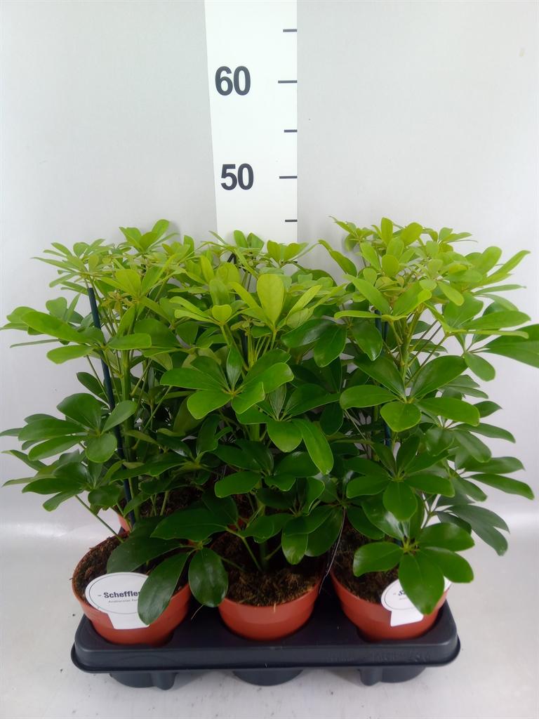 Горшечные цветы и растения оптом Schefflera Arbor. nora от 6шт из Голландии с доставкой по России