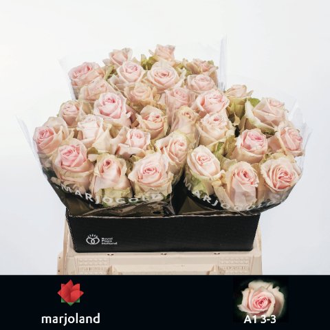 Срезанные цветы оптом Rosa large lovely dolomiti от 30шт из Голландии с доставкой по России