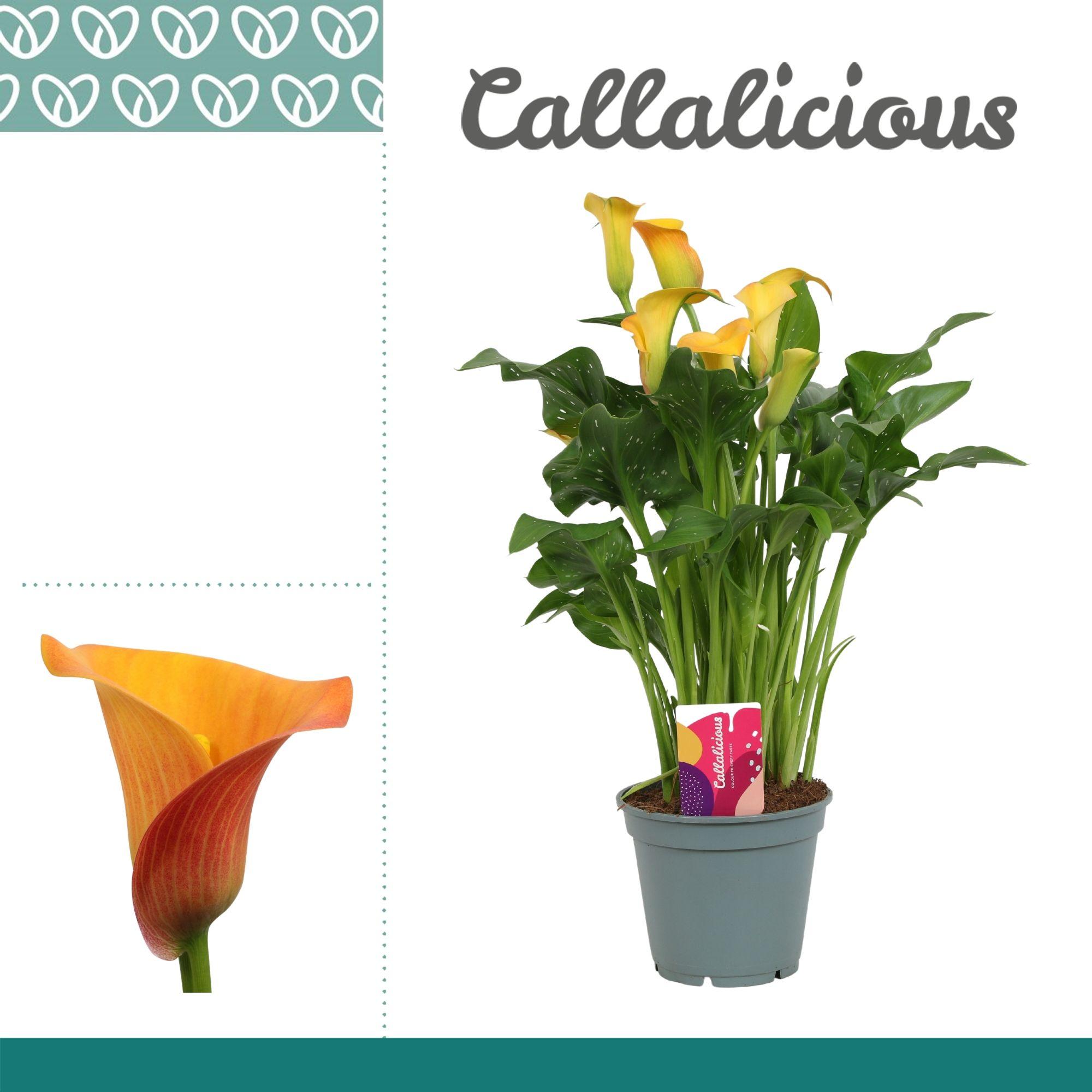 Горшечные цветы и растения оптом Zantedeschia Orange Morning Sun 5+ от 6шт из Голландии с доставкой по России