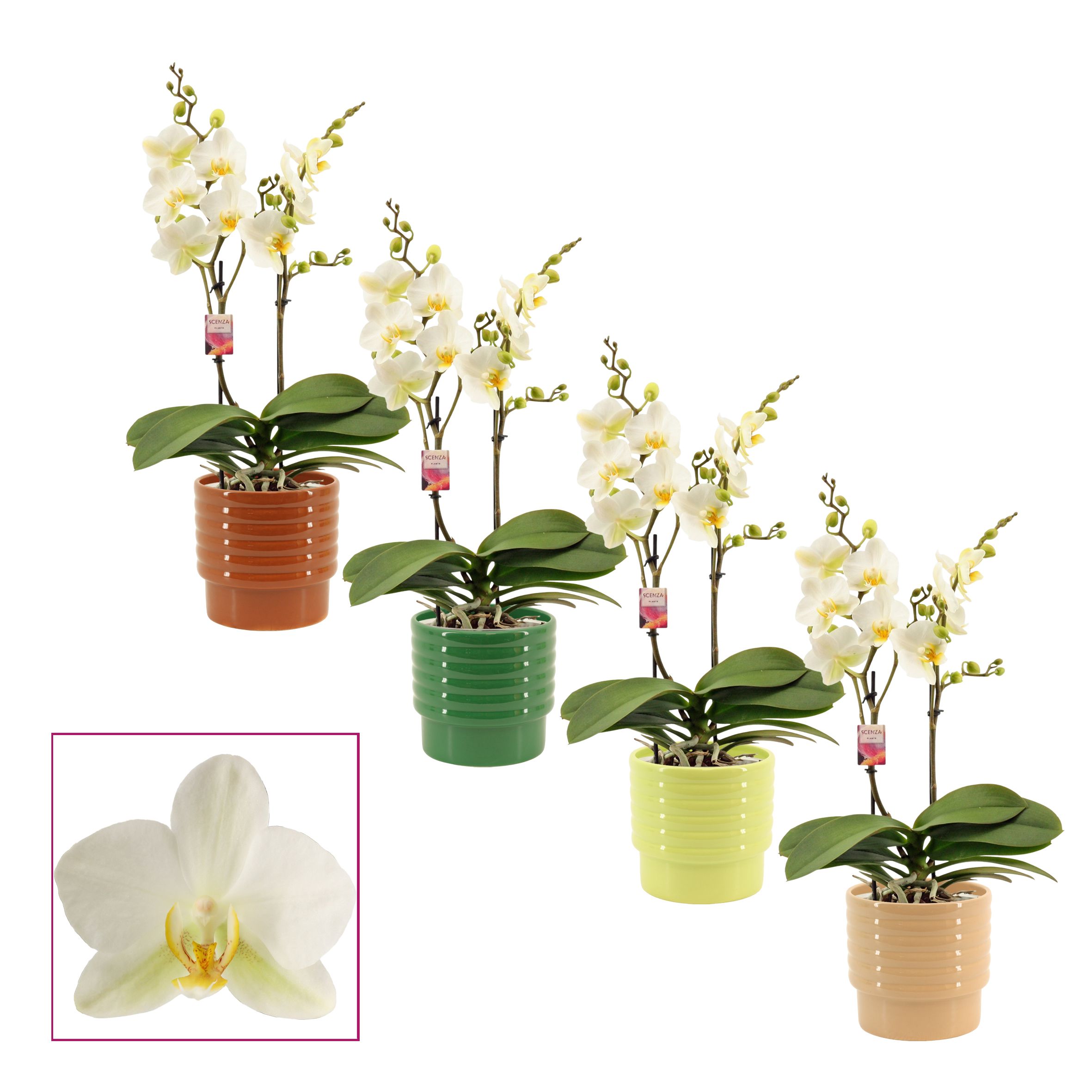 Горшечные цветы и растения оптом Phal Mf An Lausanne от 5шт из Голландии с доставкой по России