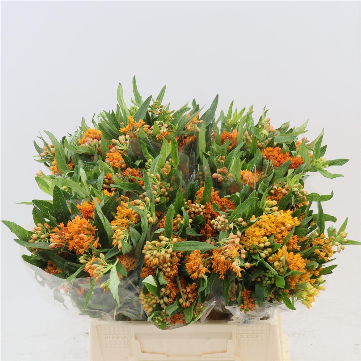 Срезанные цветы оптом Asclepias tuberosa от 80шт из Голландии с доставкой по России