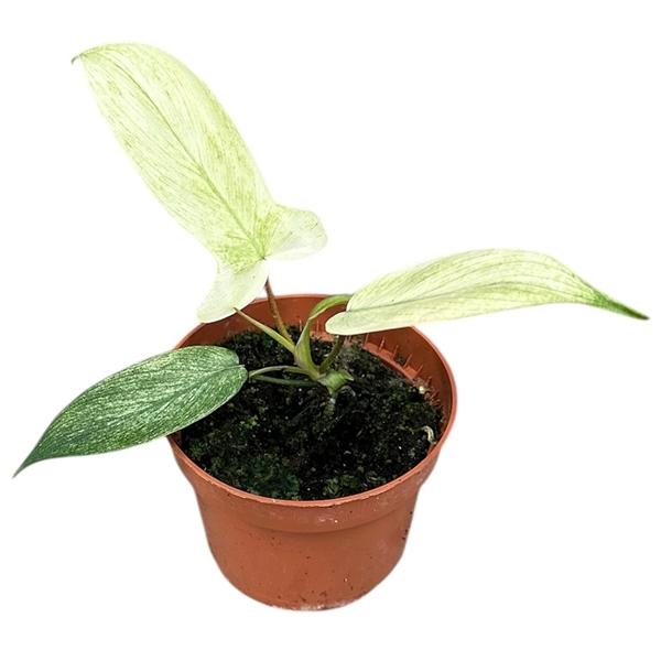 Горшечные цветы и растения оптом Philodendron Florida Ghost от 1шт из Голландии с доставкой по России