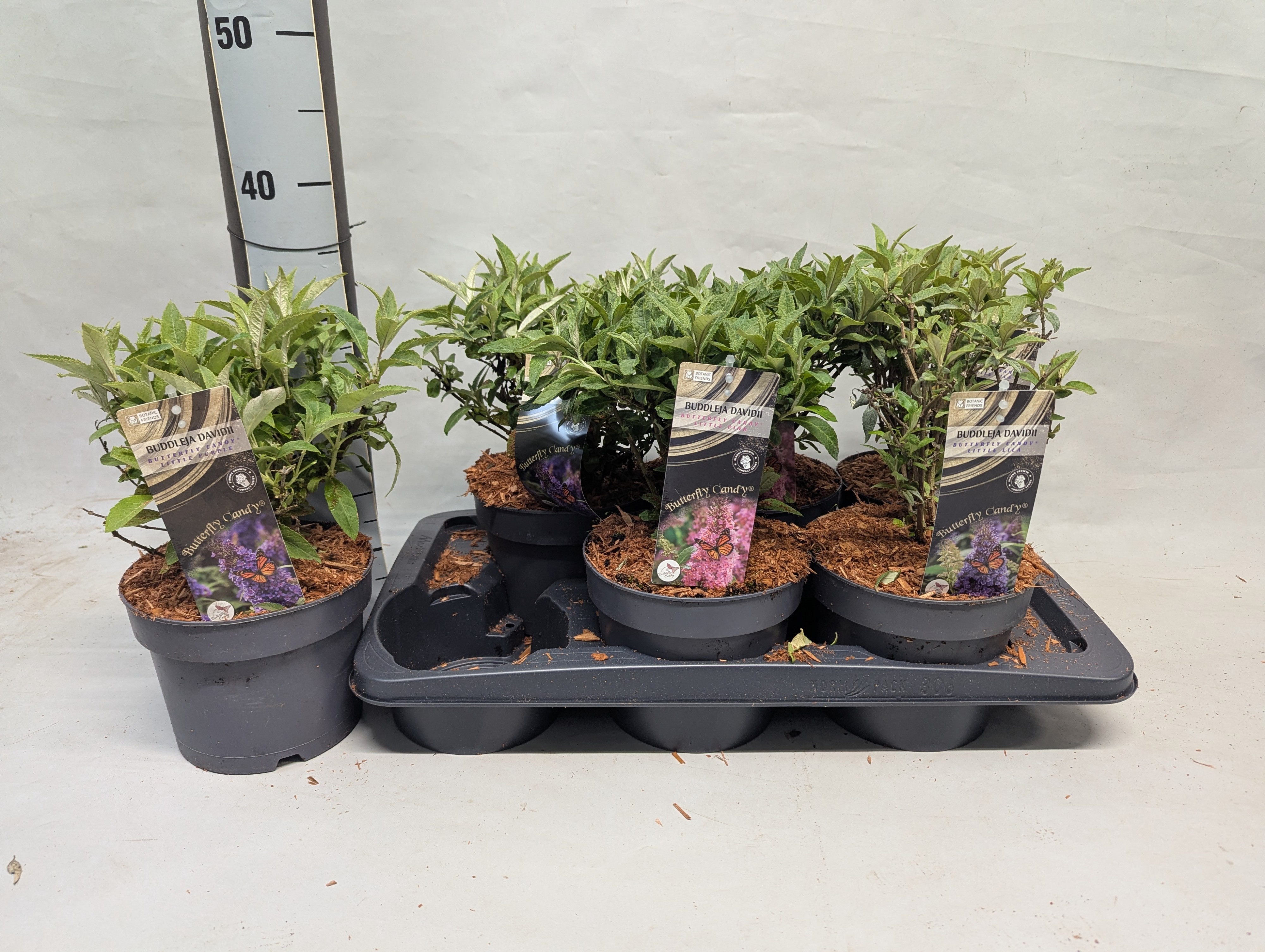 Горшечные цветы и растения оптом Buddl Gem от 6шт из Голландии с доставкой по России