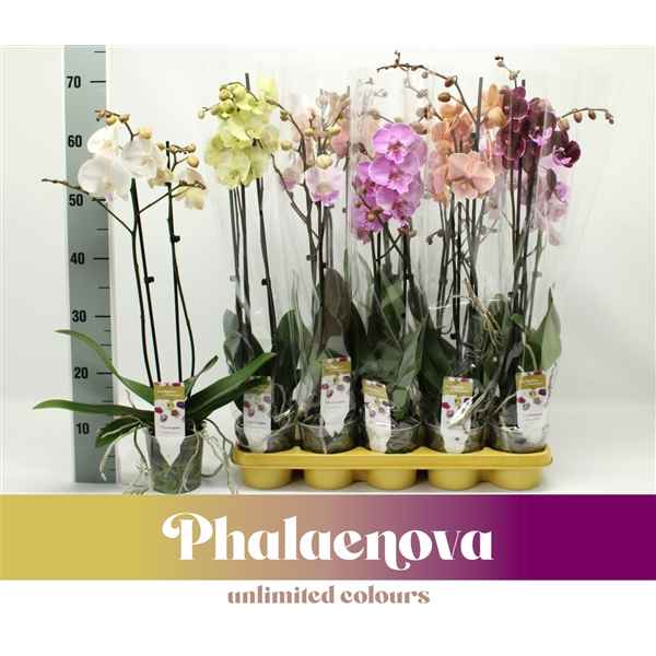 Горшечные цветы и растения оптом Phal 2st Big Lip Mix 16+ (phalaenova) от 10шт из Голландии с доставкой по России