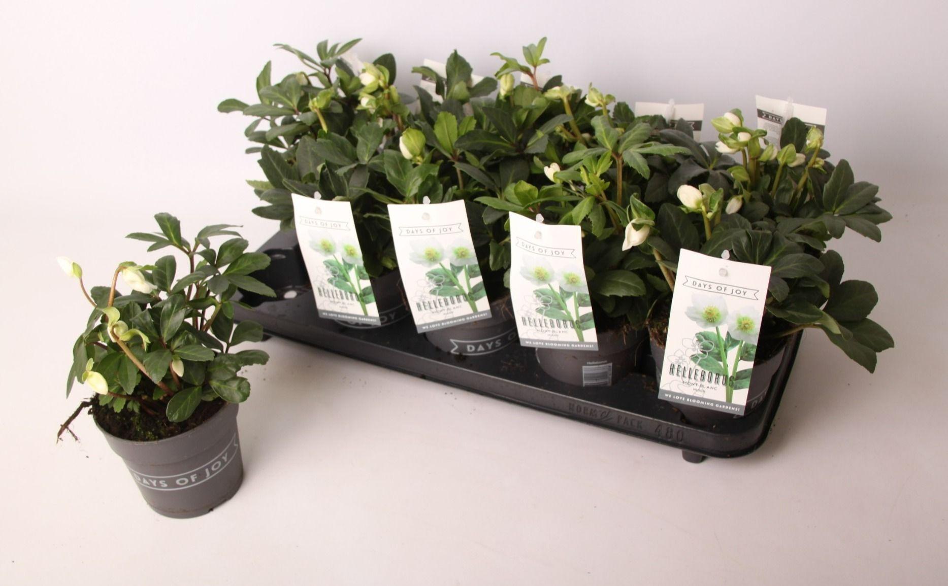 Горшечные цветы и растения оптом Helleborus Niger от 8шт из Голландии с доставкой по России