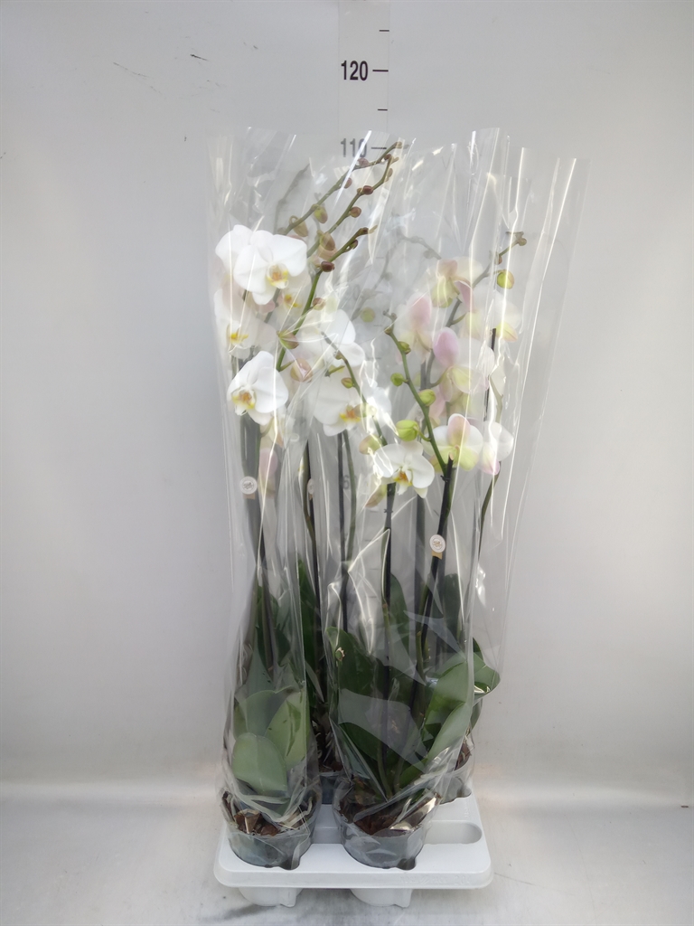 Горшечные цветы и растения оптом Phalaenopsis   ...white от 4шт из Голландии с доставкой по России