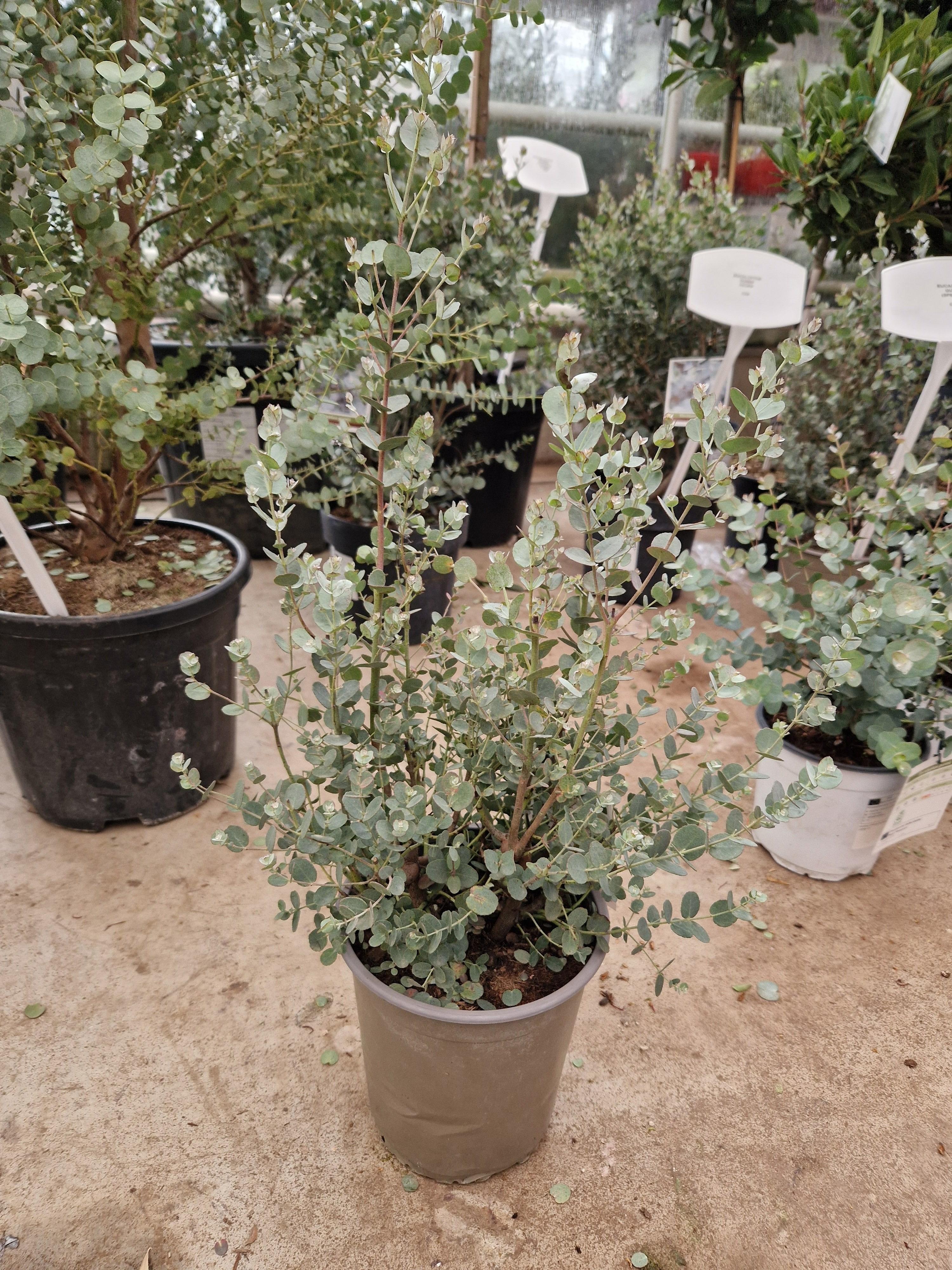 Горшечные цветы и растения оптом Eucal Gunnii от 4шт из Голландии с доставкой по России