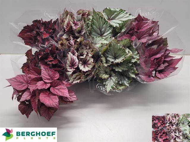 Горшечные цветы и растения оптом Begonia Rex Mix от 8шт (для телеги) из Голландии с доставкой по России