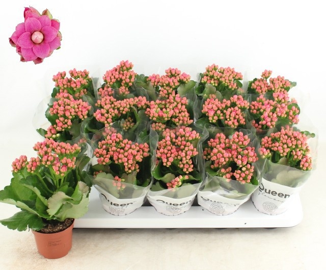 Горшечные цветы и растения оптом Kal Ge Rf Audrey от 15шт (для телеги) из Голландии с доставкой по России