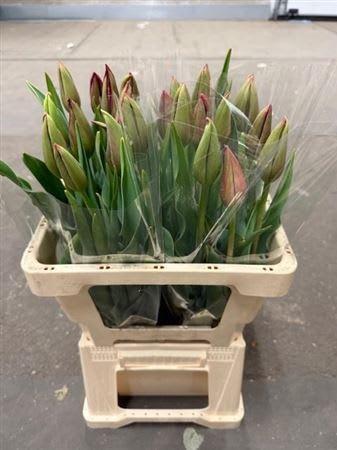 Срезанные цветы оптом Tulipa si yosemite от 25шт из Голландии с доставкой по России