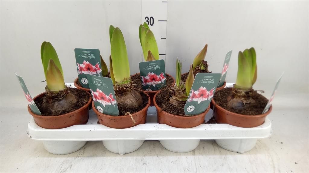 Горшечные цветы и растения оптом Hippeastrum   ... от 7шт''' из Голландии с доставкой по России