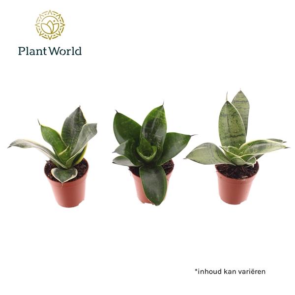 Горшечные цветы и растения оптом Sansevieria Tiny Sanny Mix (decorum) от 20шт (для телеги) из Голландии с доставкой по России