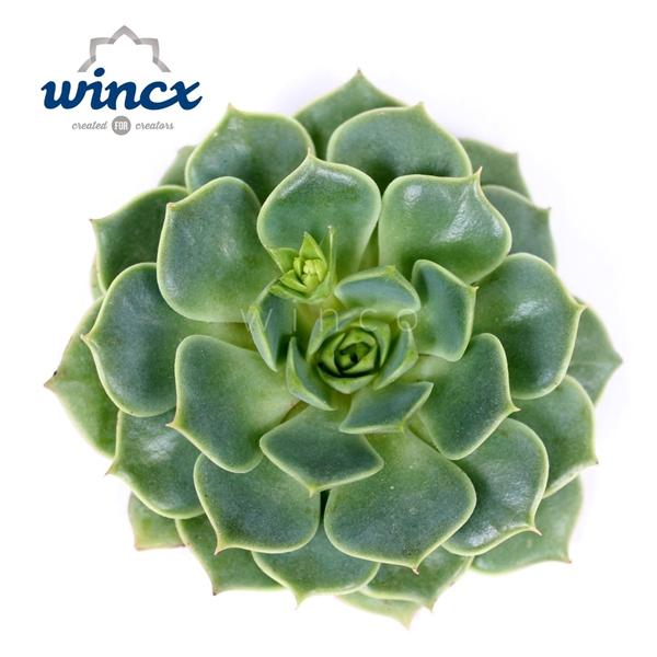 Горшечные цветы и растения оптом Echeveria Ramilette Cutflower от 18шт (для телеги) из Голландии с доставкой по России