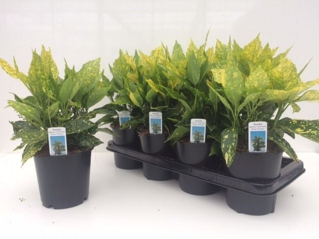 Горшечные цветы и растения оптом Aucuba J Crotonifoli от 7шт из Голландии с доставкой по России