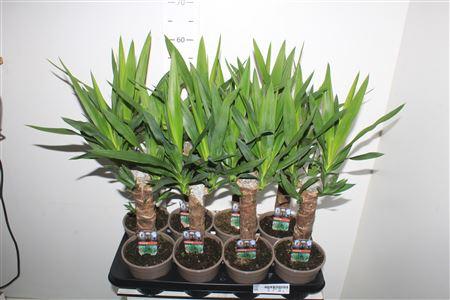 Горшечные цветы и растения оптом Yucca 30cm от 8шт из Голландии с доставкой по России Горшечные цветы и растения оптом Yucca 30cm от 8шт из Голландии с доставкой по России