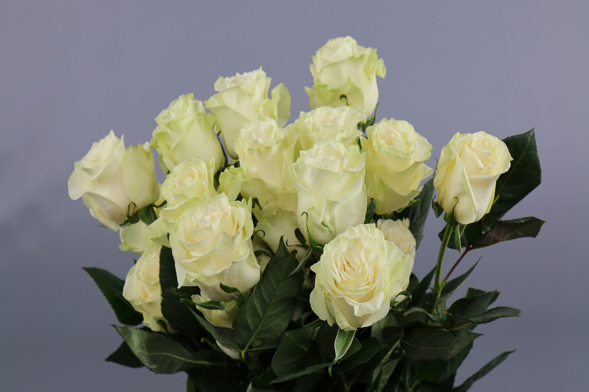 Срезанные цветы оптом Rosa ec mondial от 25шт из Голландии с доставкой по России