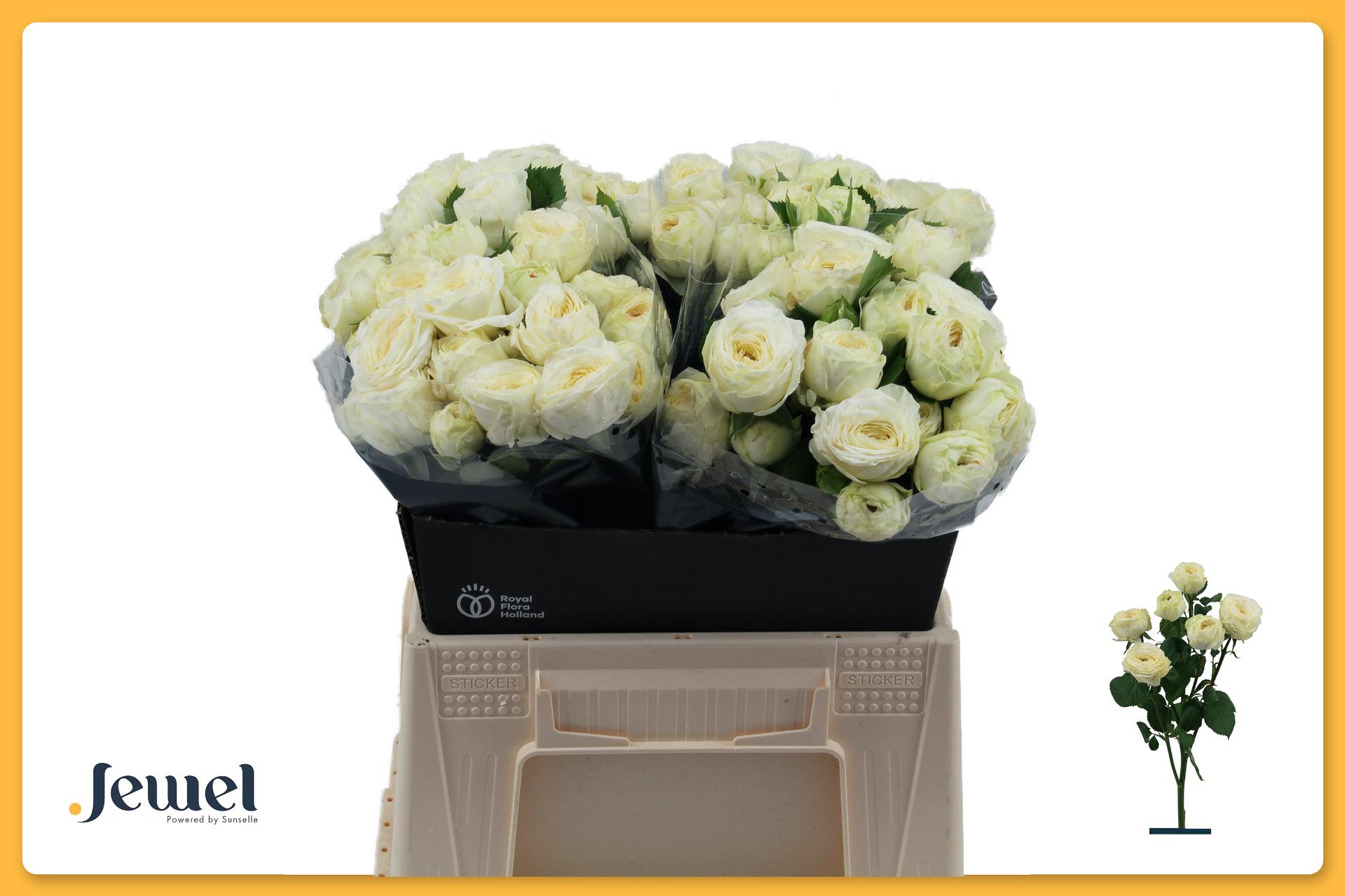 Срезанные цветы оптом Rosa spray snowy trendsetter от 20шт из Голландии с доставкой по России