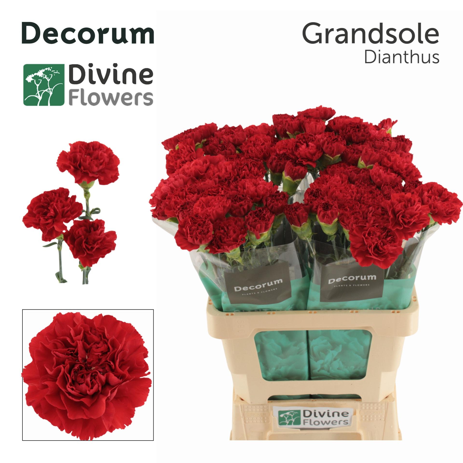 Срезанные цветы оптом Dianthus st grandsole от 80шт из Голландии с доставкой по России