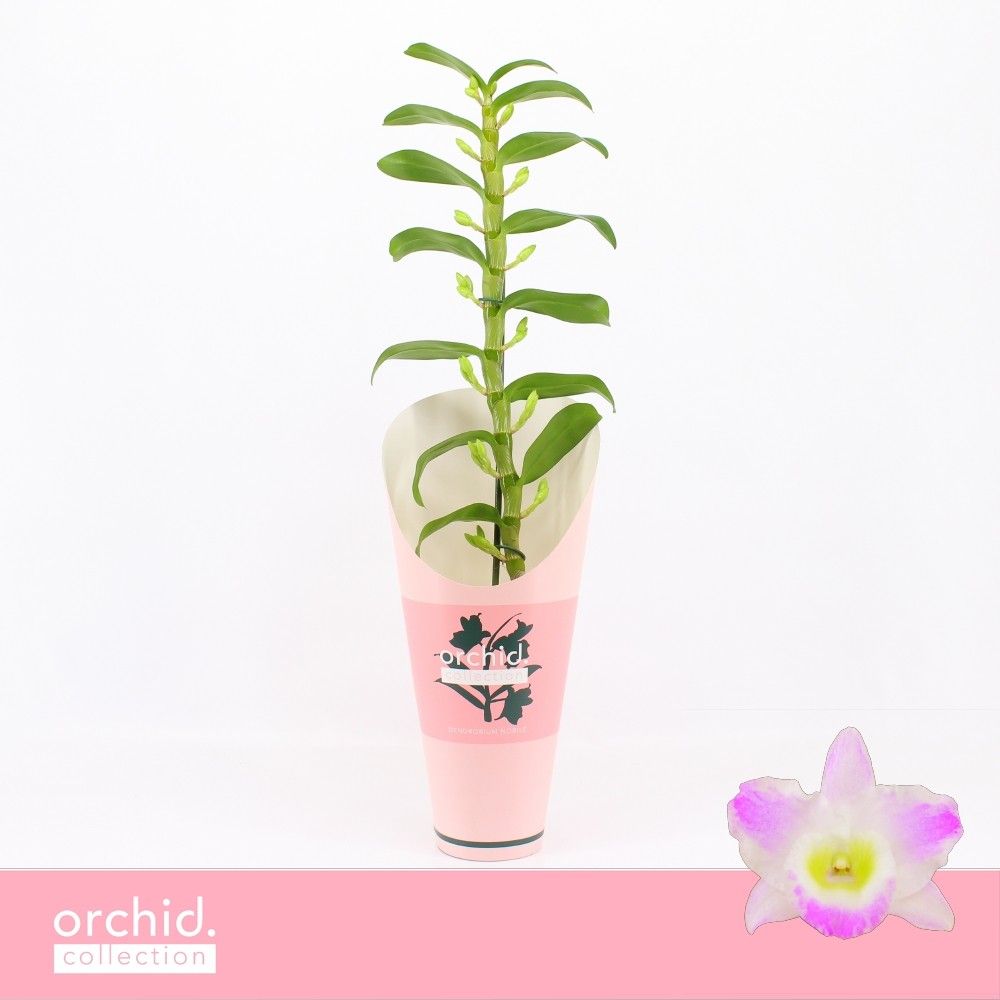 Горшечные цветы и растения оптом Dendr Nob 1st Pandora Orchid от 6шт из Голландии с доставкой по России