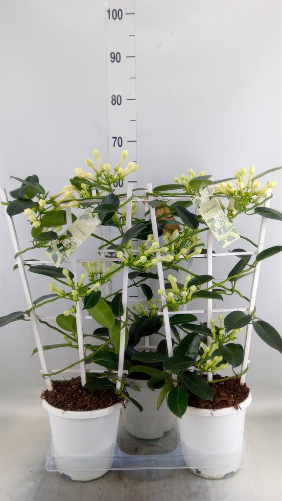Горшечные цветы и растения оптом Stephanotis Floribunda   ... от 3шт из Голландии с доставкой по России