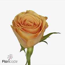 Срезанные цветы оптом Rosa la suncatcher от 220шт из Голландии с доставкой по России