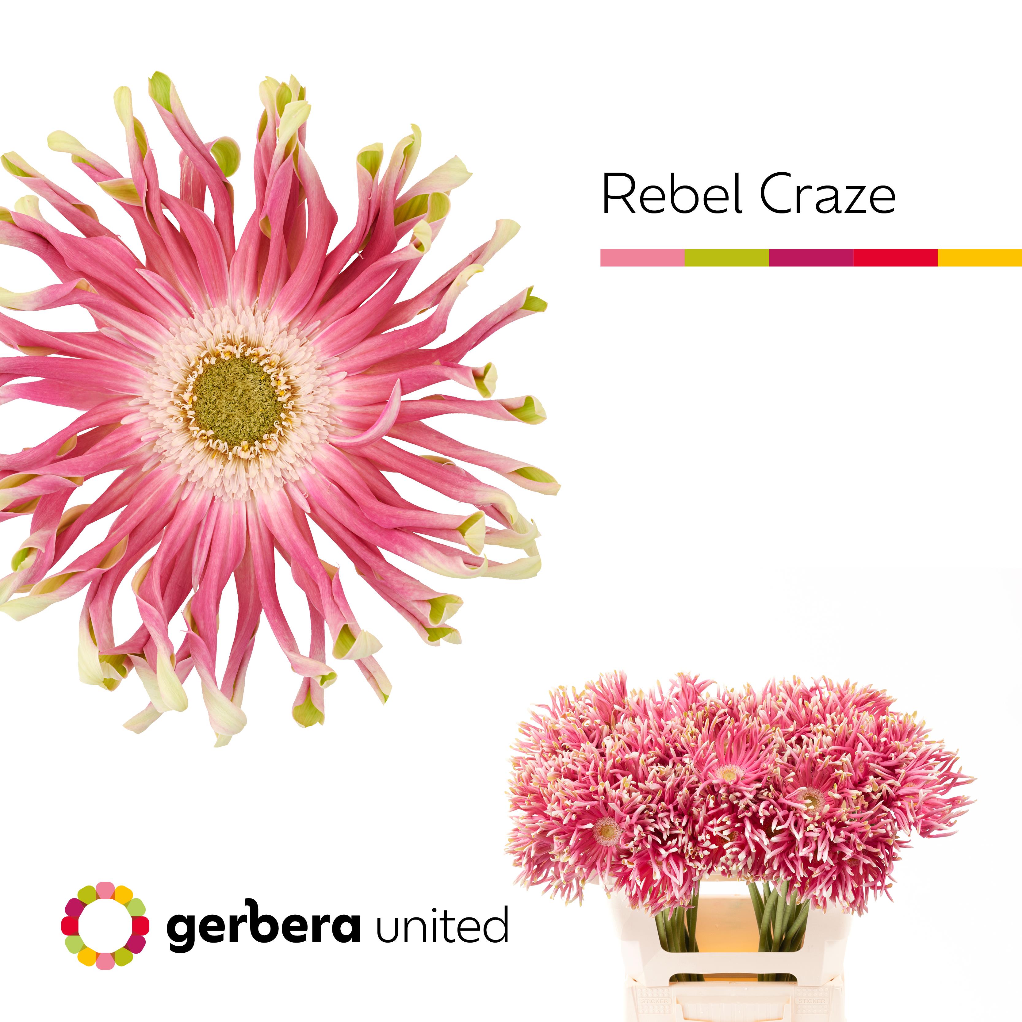 Срезанные цветы оптом Gerbera rebel craze от 50шт. из Голландии с доставкой по России