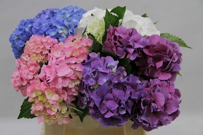Срезанные цветы оптом Hydrangea mix in bucket от 10шт из Голландии с доставкой по России