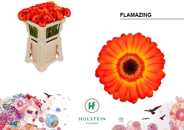 Срезанные цветы оптом Germini flamazing от 60шт. из Голландии с доставкой по России