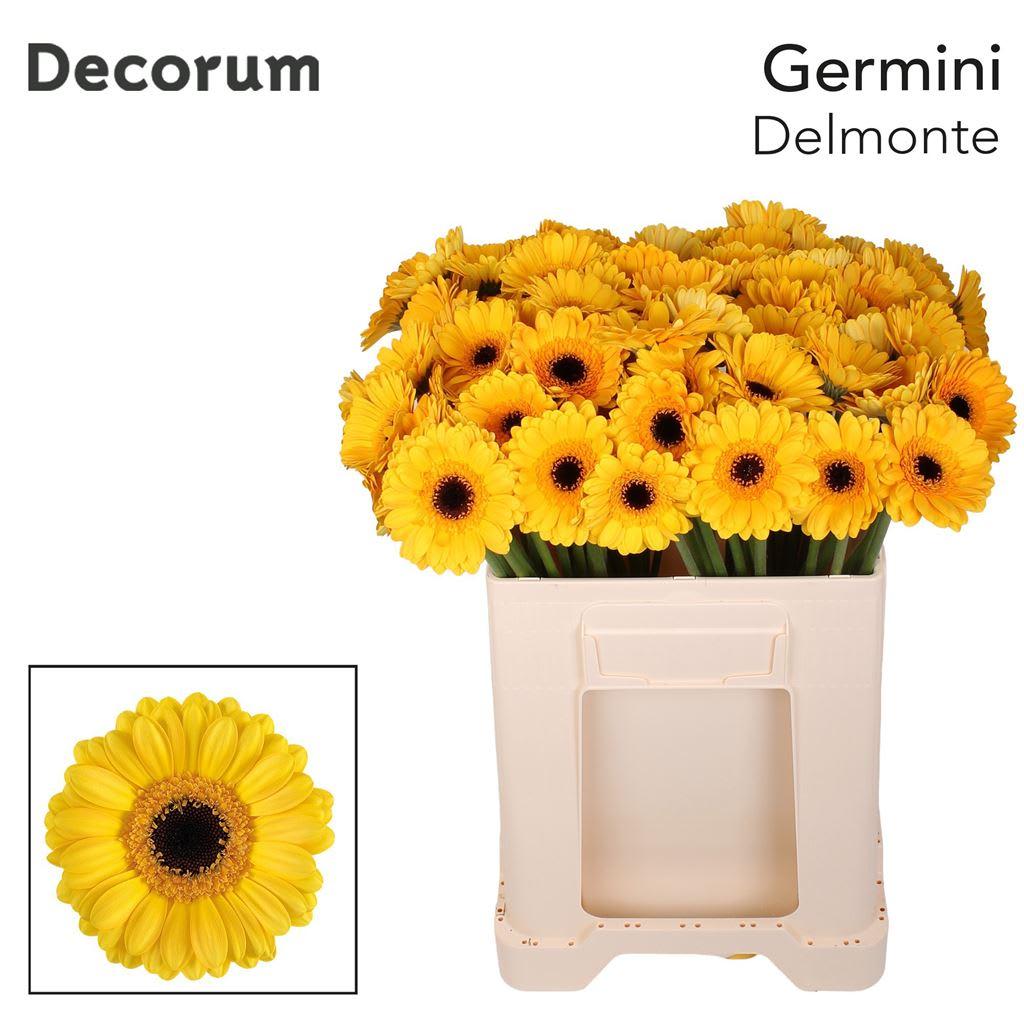 Срезанные цветы оптом Germini delmonte от 80шт из Голландии с доставкой по России
