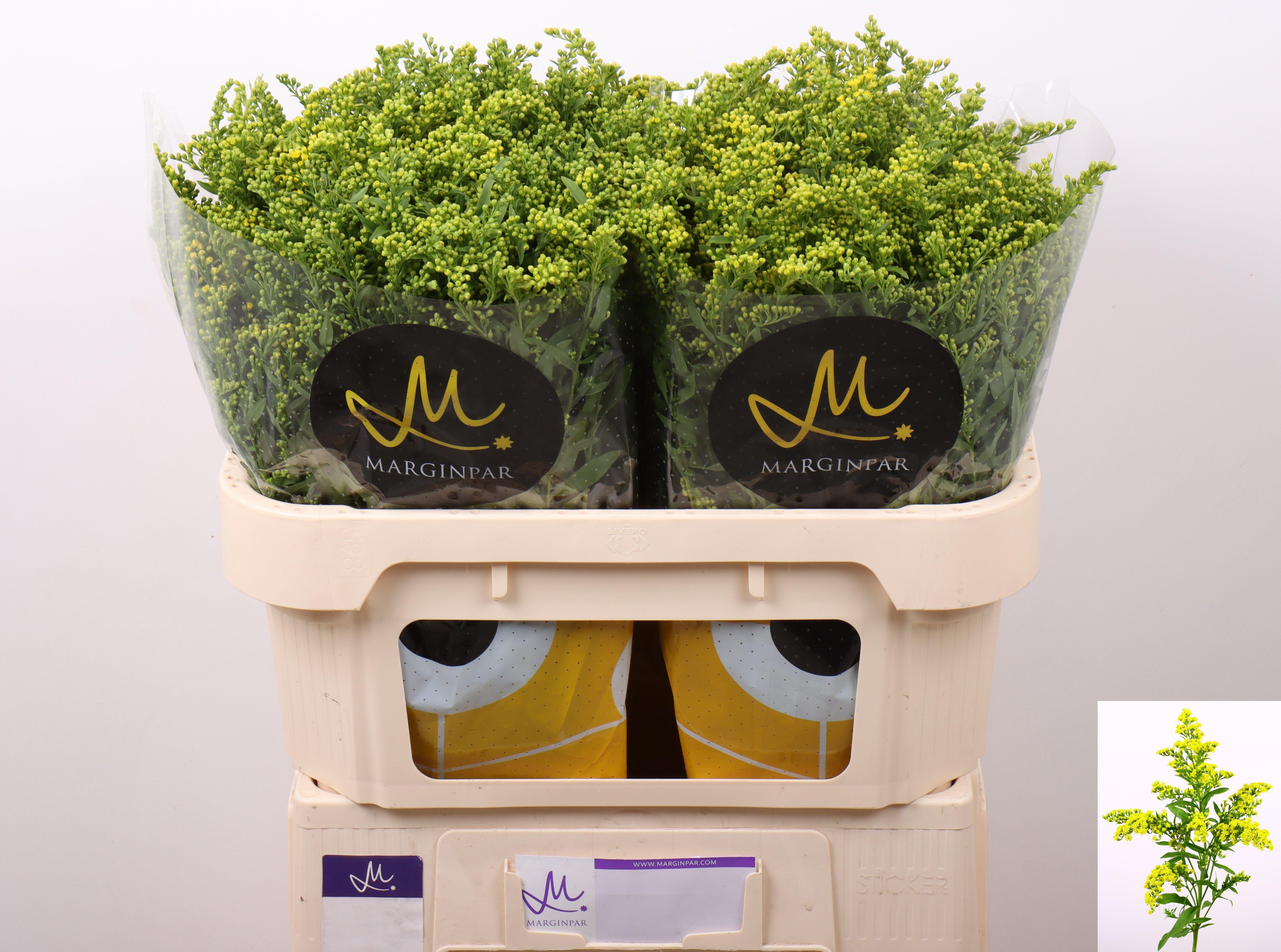 Срезанные цветы оптом Solidago carzan glory от 100шт из Голландии с доставкой по России