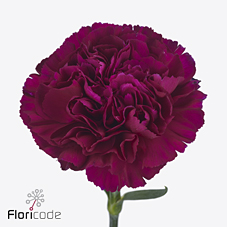 Срезанные цветы оптом Dianthus st yukari violet от 240шт из Голландии с доставкой по России