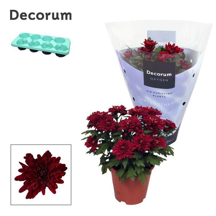 Горшечные цветы и растения оптом Chrys Grandezza Red (decorum) от 8шт из Голландии с доставкой по России