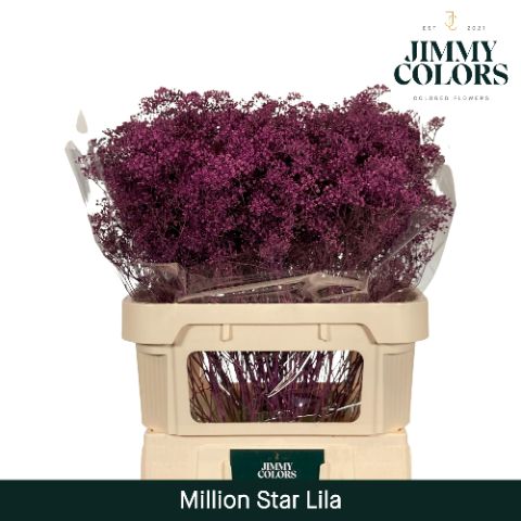 Срезанные цветы оптом Gyps fine paint lilac от 50шт из Голландии с доставкой по России
