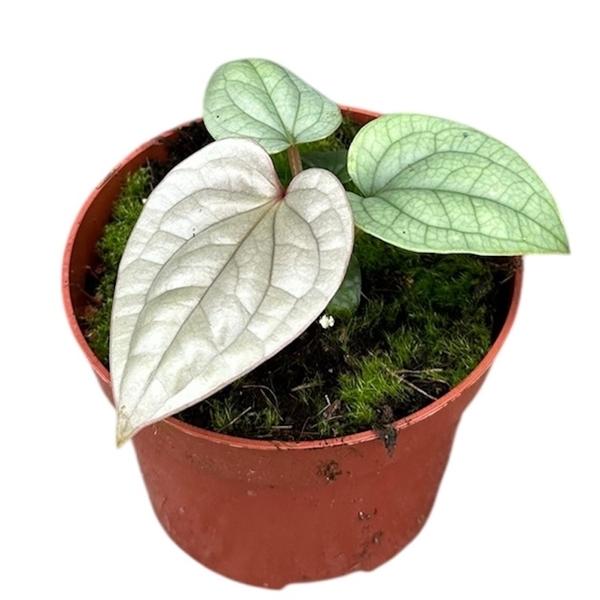 Горшечные цветы и растения оптом Anthurium Luxurians от 1шт из Голландии с доставкой по России