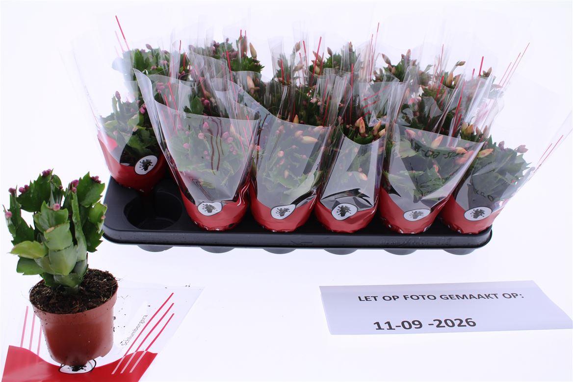 Горшечные цветы и растения оптом Schlumbergera Red 25+ от 18шт (для телеги) из Голландии с доставкой по России