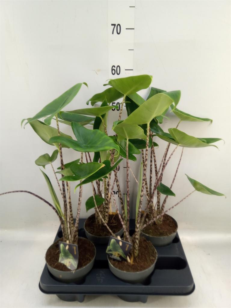 Горшечные цветы и растения оптом Alocasia Zebrina от 4шт (для телеги) из Голландии с доставкой по России