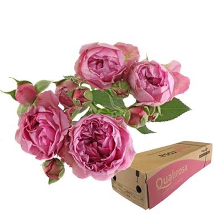 Срезанные цветы оптом Rosa spray misty bubbles от 40шт. из Голландии с доставкой по России