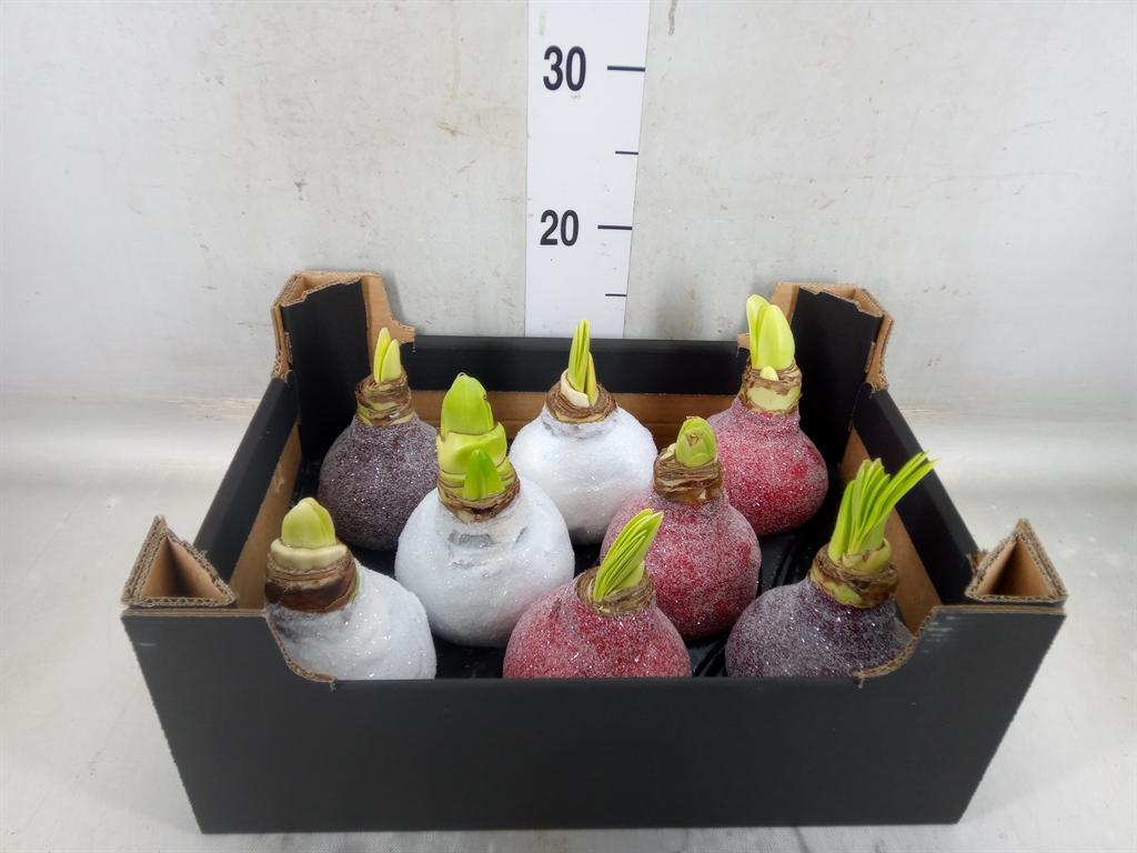 Горшечные цветы и растения оптом Hippeastrum   ...waxed H% от 8шт из Голландии с доставкой по России