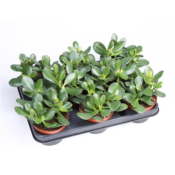 Горшечные цветы и растения оптом Crassula Ovata от 8шт из Голландии с доставкой по России