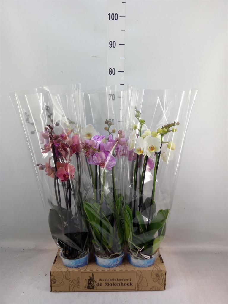 Горшечные цветы и растения оптом Phal 3st Mix 20+ ( Molenhoek ) от 6шт из Голландии с доставкой по России