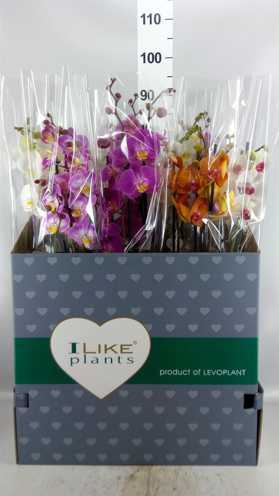 Горшечные цветы и растения оптом Phalaenopsis ...mix от 12шт из Голландии с доставкой по России