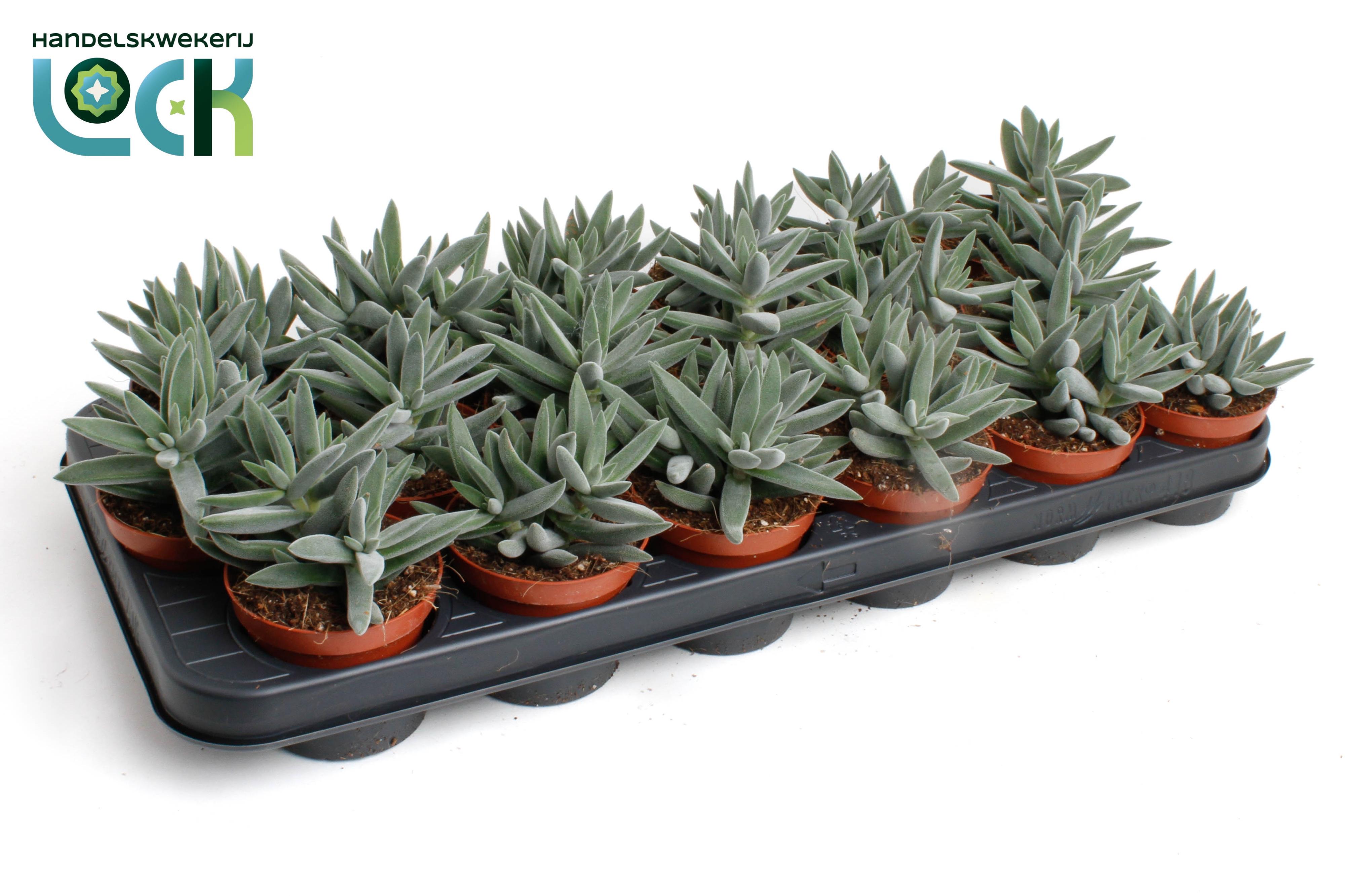Горшечные цветы и растения оптом Crassula Silver Spark от 18шт (для телеги) из Голландии с доставкой по России