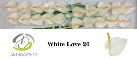 Срезанные цветы оптом Anthurium love white от 20шт из Голландии с доставкой по России