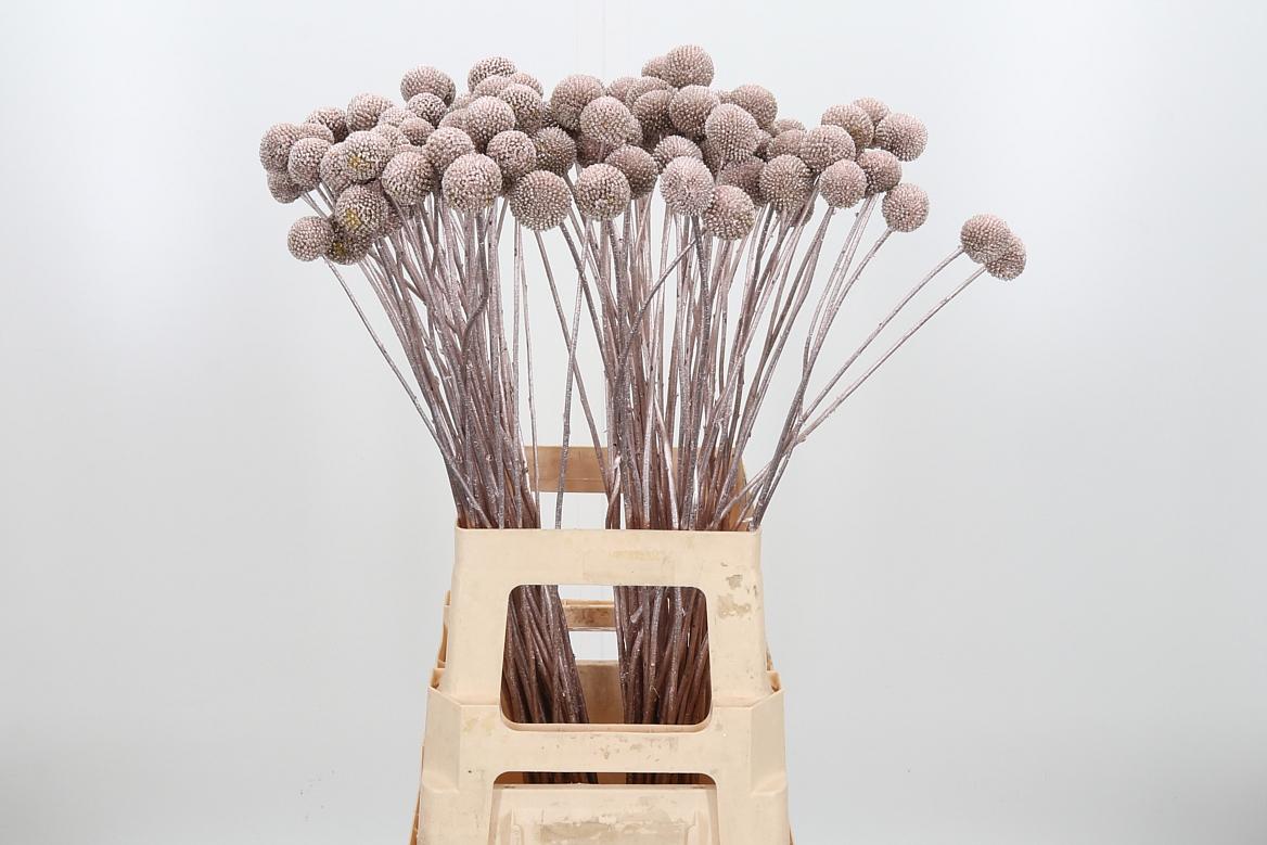 Срезанные цветы оптом Craspedia paint champagne от 100шт из Голландии с доставкой по России